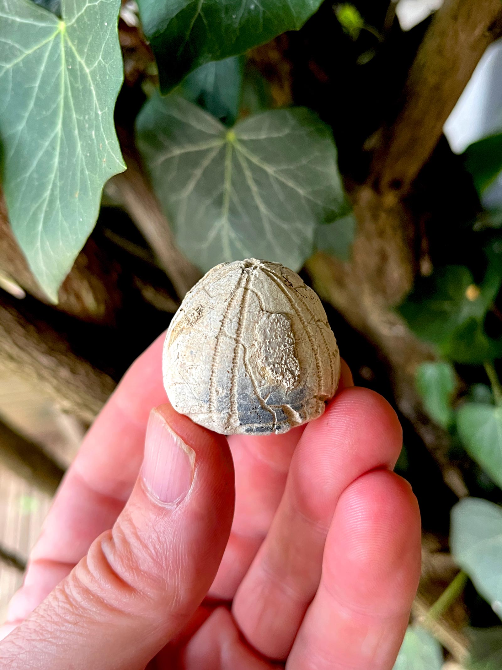 Sea urchin fossil